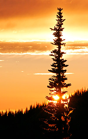 photo library image of trees and leaves