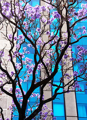 photo library image of trees and leaves