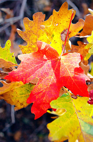 photo library image of trees and leaves