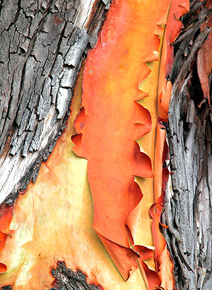 photo library image of trees and leaves