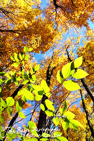photo library image of trees and leaves