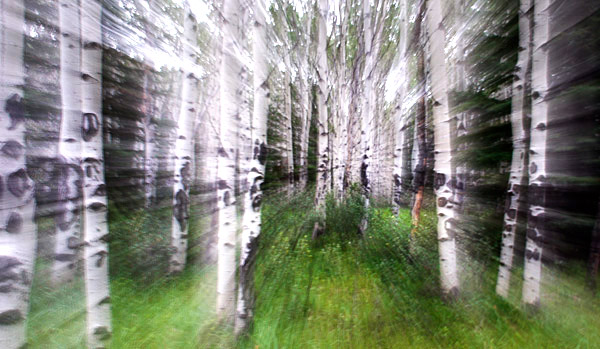 photo library image of trees and leaves