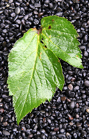photo library image of trees and leaves