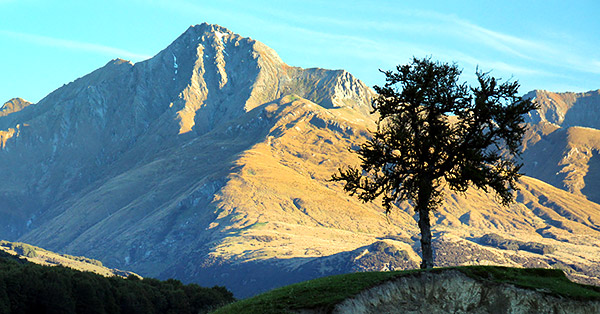 photo library image of trees and leaves