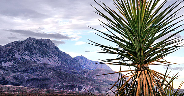 photo library image of trees and leaves