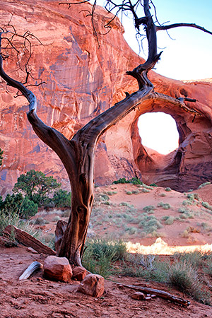 photo library image of trees and leaves