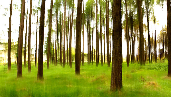 photo library image of trees and leaves