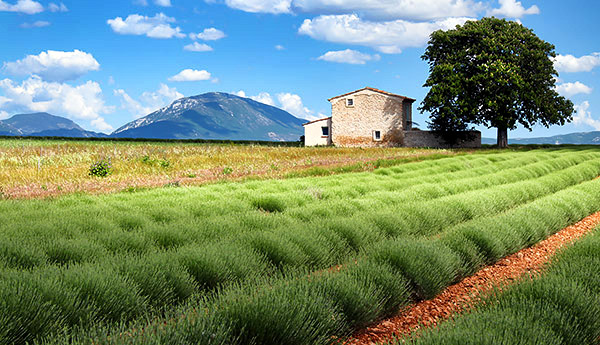 photo library image of trees and leaves