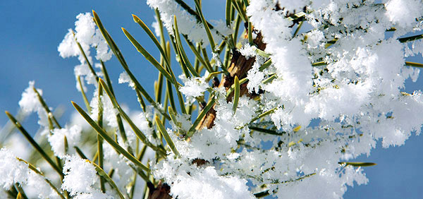 photo library image of trees and leaves
