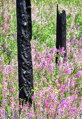 photo library image of trees and leaves