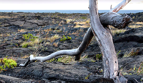 photo library image of trees and leaves