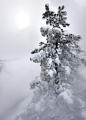 photo library image of trees and leaves