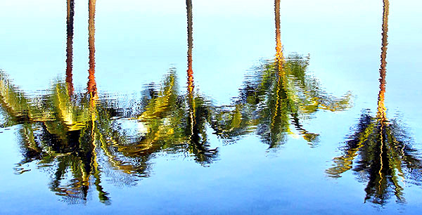 photo library image of trees and leaves