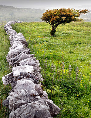 photo library image of trees and leaves