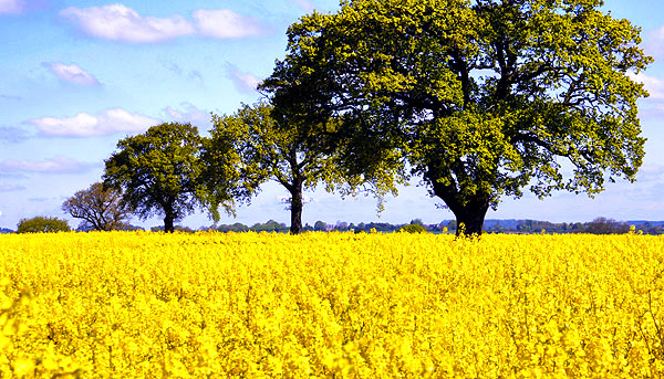 photo library image of trees and leaves