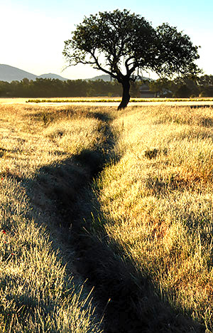 photo library image of trees and leaves