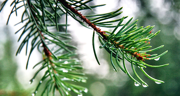 photo library image of trees and leaves