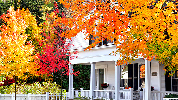 photo library image of trees and leaves