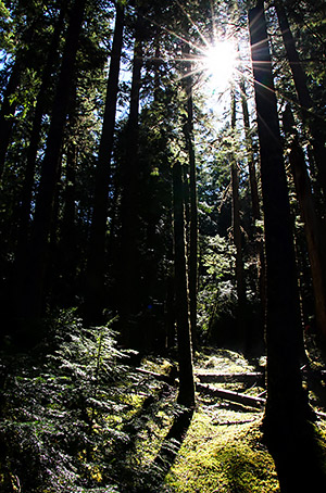 photo library image of trees and leaves