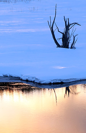 photo library image of trees and leaves