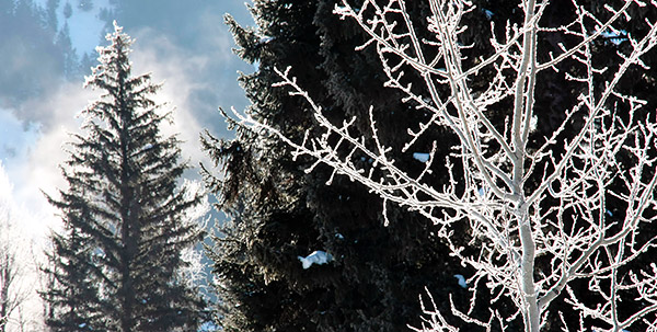 photo library image of trees and leaves