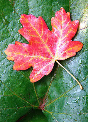 photo library image of trees and leaves