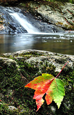 photo library image of trees and leaves