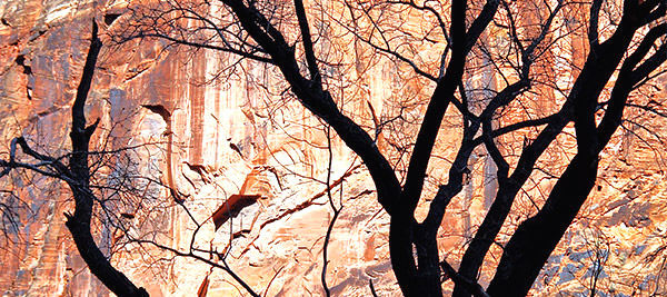 photo library image of trees and leaves