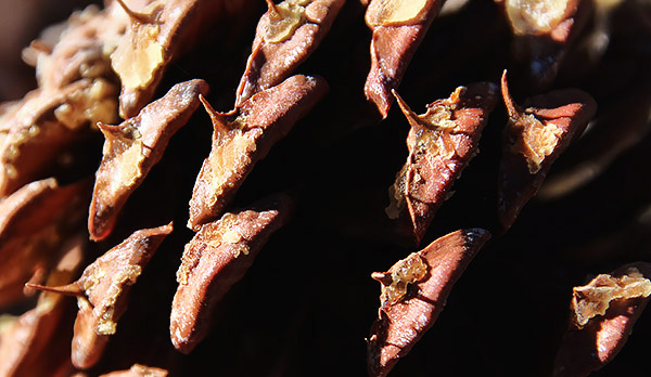 photo library image of trees and leaves