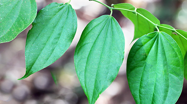photo library image of trees and leaves