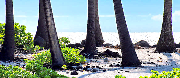 photo library image of trees and leaves