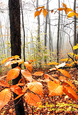 photo library image of trees and leaves