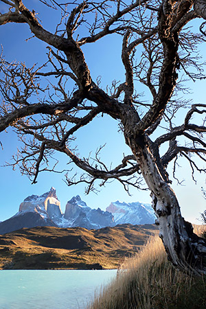 photo library image of trees and leaves