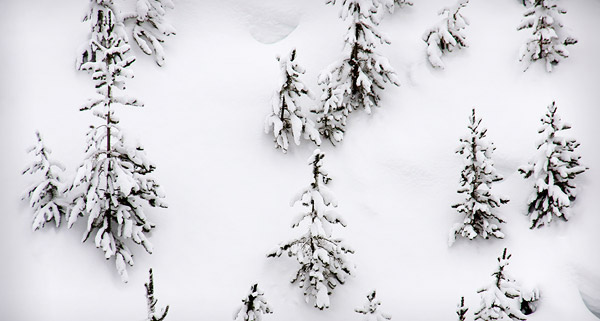 photo library image of trees and leaves