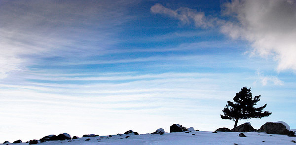 photo library image of trees and leaves