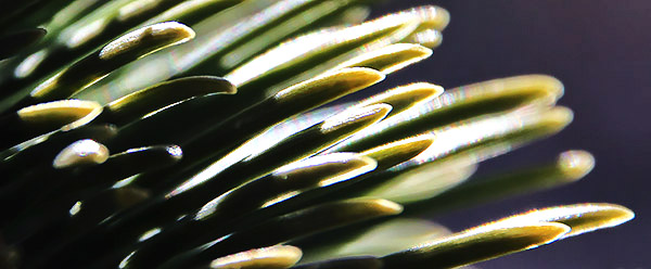 photo library image of trees and leaves