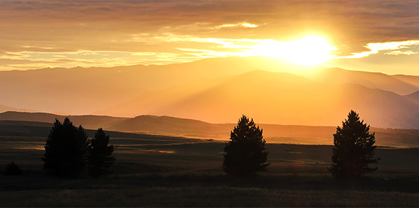 photo library image of trees and leaves