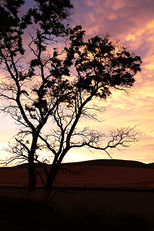 photo library image of trees and leaves