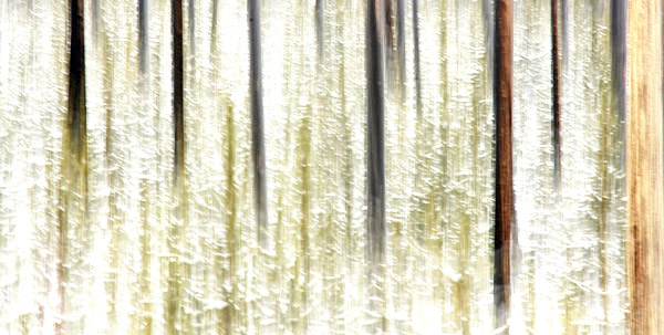 photo library image of trees and leaves