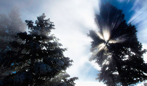 photo library image of trees and leaves