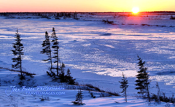 photo library image of trees and leaves