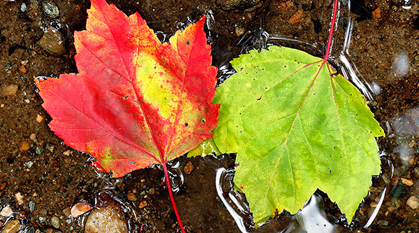 photo library image of trees and leaves