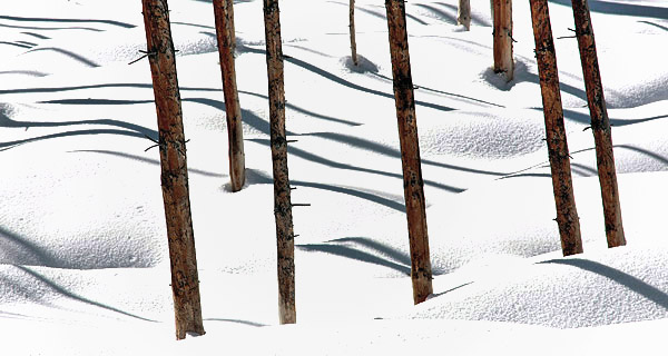 photo library image of trees and leaves