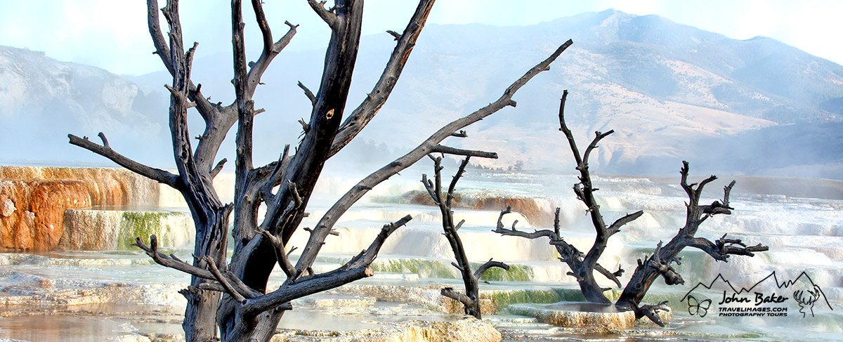 photo library image of trees and leaves