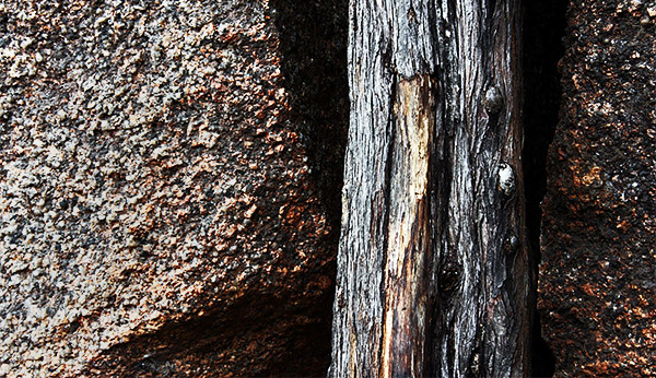 photo library image of trees and leaves