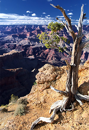 photo library image of trees and leaves