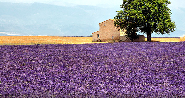 photo library image of trees and leaves