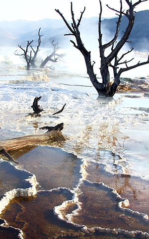 photo library image of trees and leaves