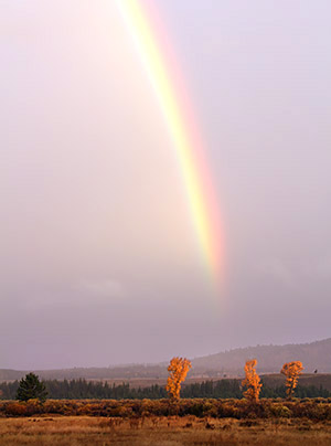 photo library image of trees and leaves