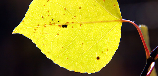 photo library image of trees and leaves